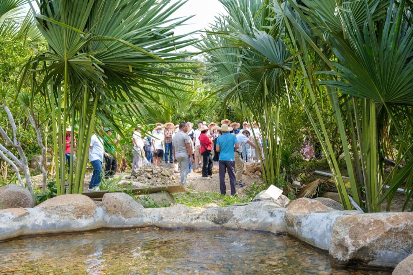Cảnh suối và cây cọ tại Sản Việt Farm
